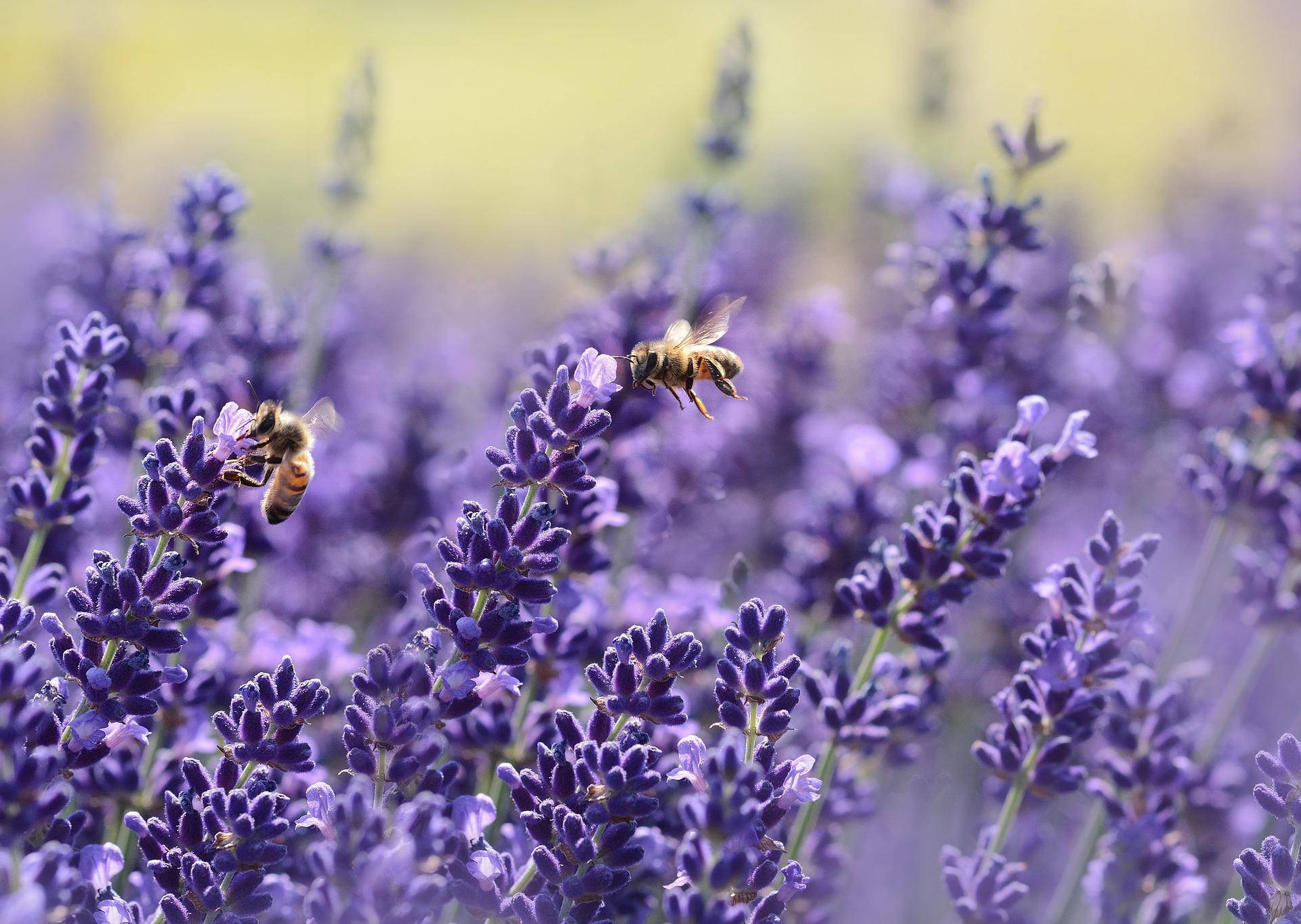 Bees Pollinating Lavender Desktop Wallpaper