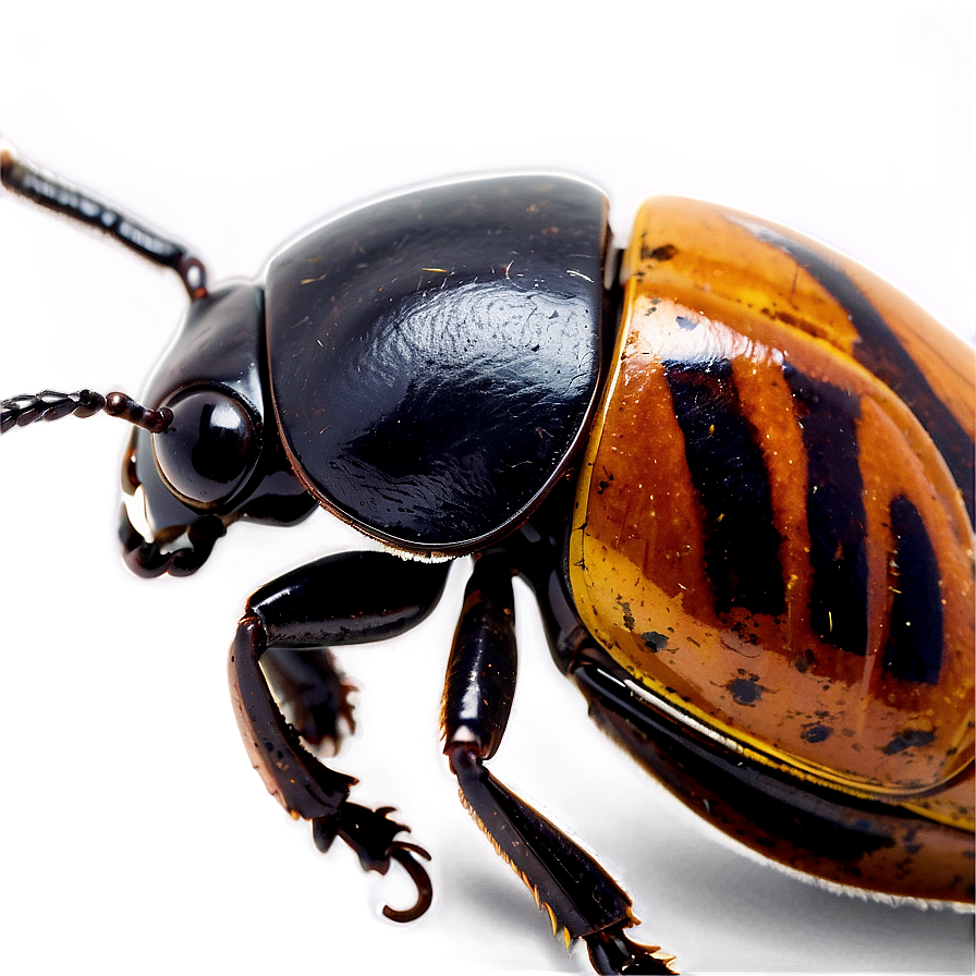 Beetle Conservation Awareness Png Fks28 PNG