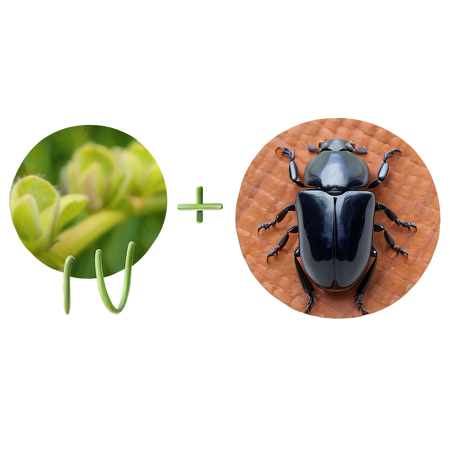 Beetle Eating Habits Info Png 3 PNG