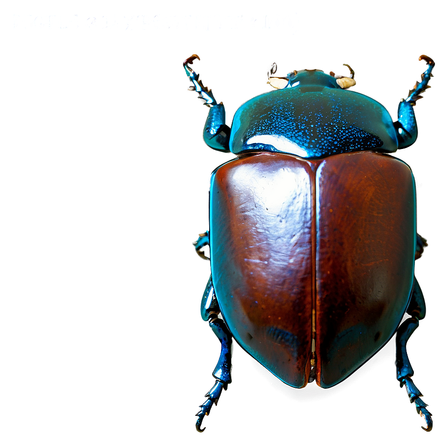 Beetle Expedition Photo Png Tal PNG