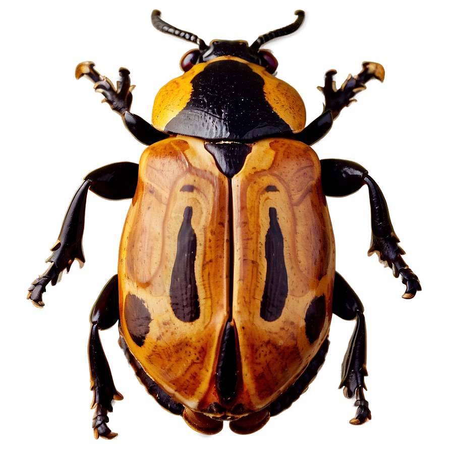 Beetle Fossil Record Png 95 PNG