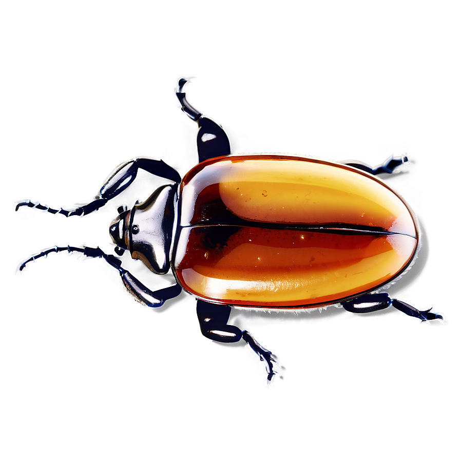 Beetle In Amber Png 28 PNG