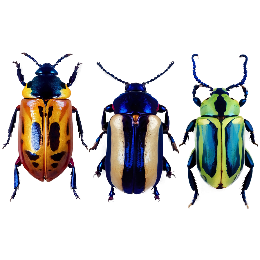 Download Beetles In Nature Png Ygp | Wallpapers.com