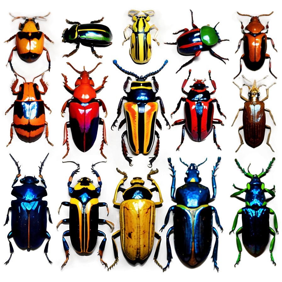 Beetles Of The World Png 06242024 PNG