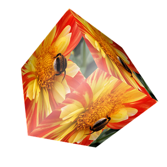 Beetleson Flowers Cube PNG