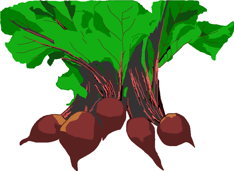 Beetroot Cluster Illustration.png PNG