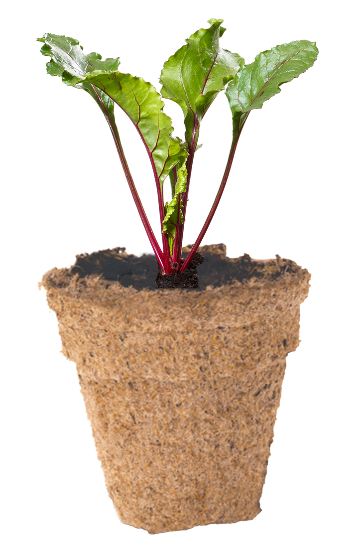 Beetroot Seedlingin Biodegradable Pot PNG