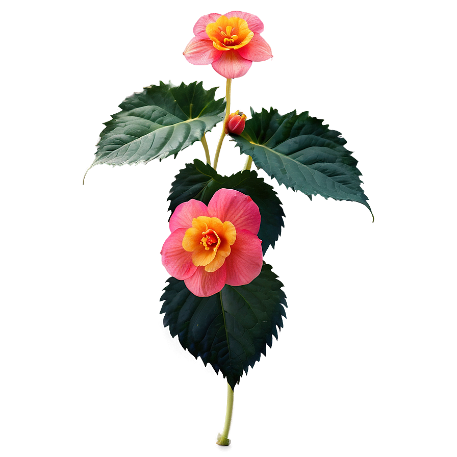 Begonia Flower Art Png 05252024 PNG