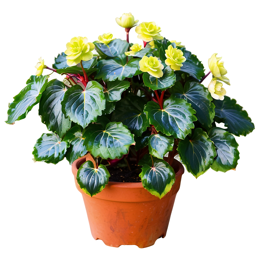 Begonia Flower Bush Png 06122024 PNG