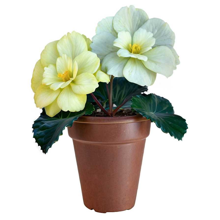 Begonia Flower Bush Png Fhk PNG