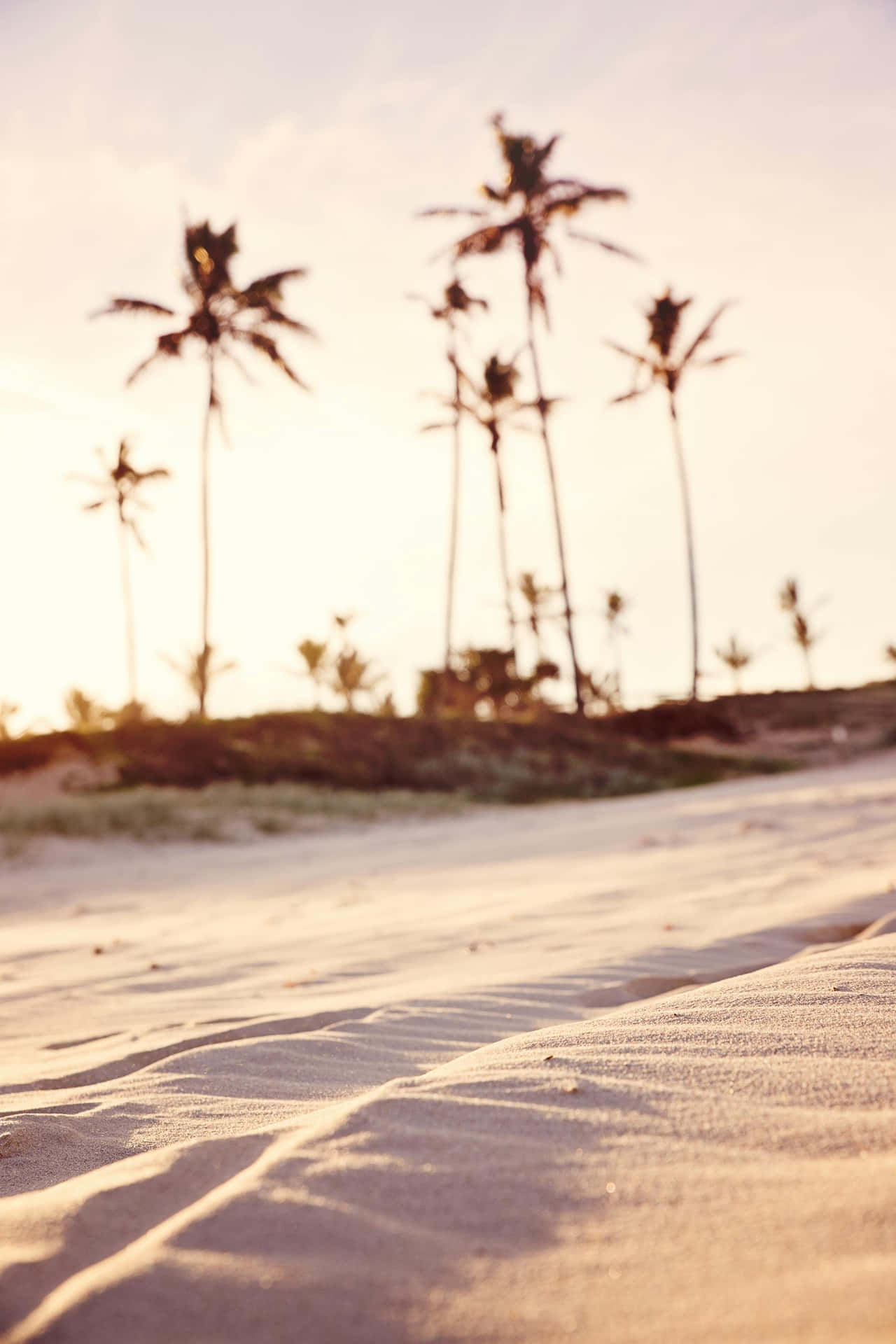 Beige Beach Sunset Palms.jpg Wallpaper