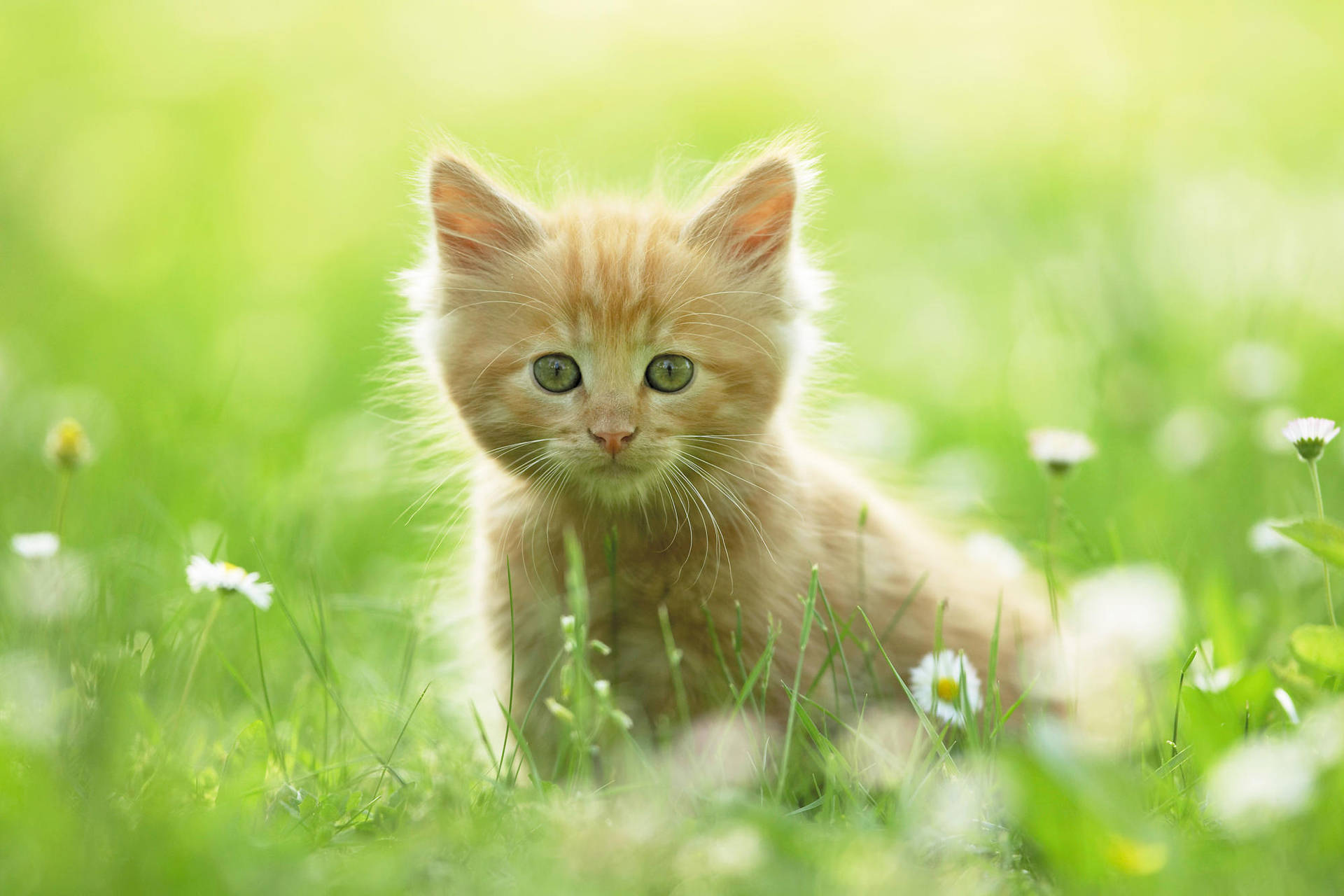 Beige Cute Kitten On Field Wallpaper