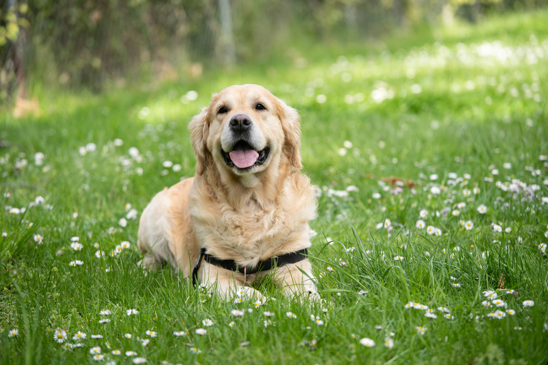 Beige dog sticking its tongue out on grass field wallpaper.