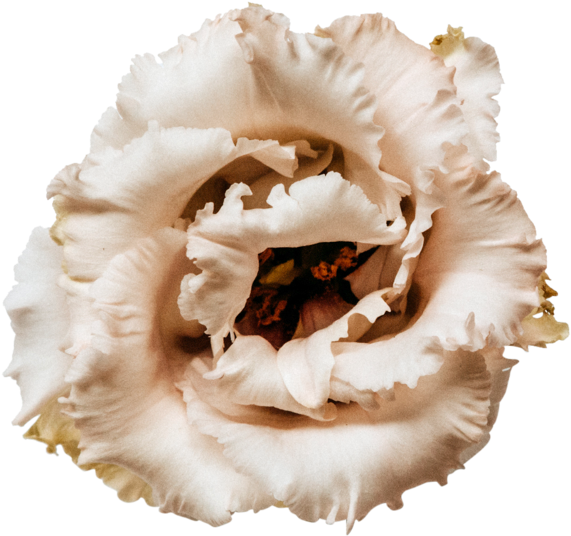 Beige Flower Closeup PNG