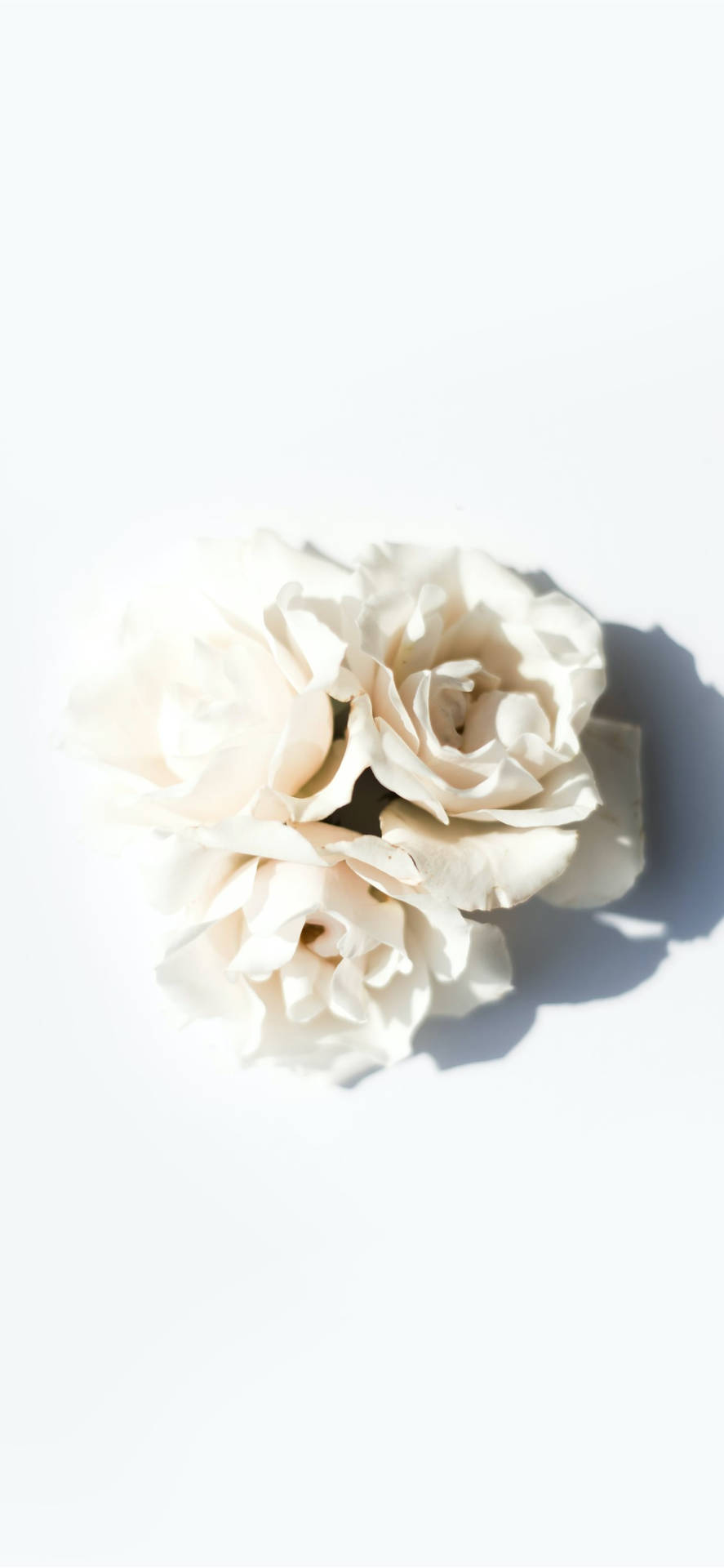 Vienemostrato Un Fiore Bianco Su Una Superficie Bianca Sfondo