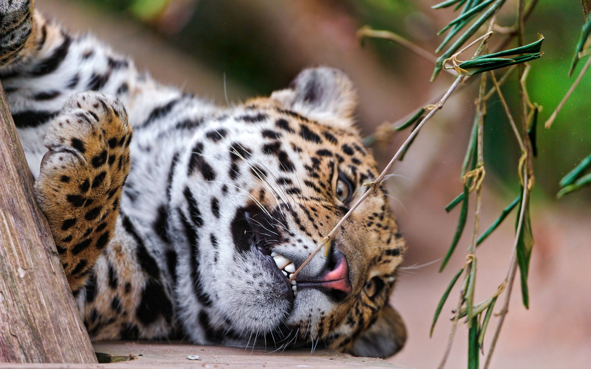 Beige jaguar cub wallpaper