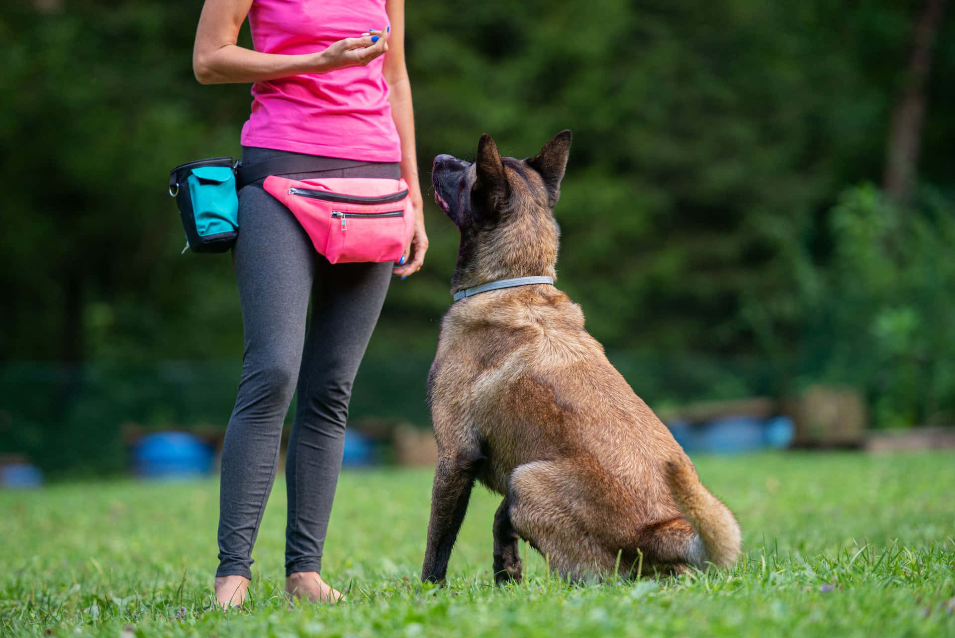 Belgisk Malinois Treningsøkt Bakgrunnsbildet