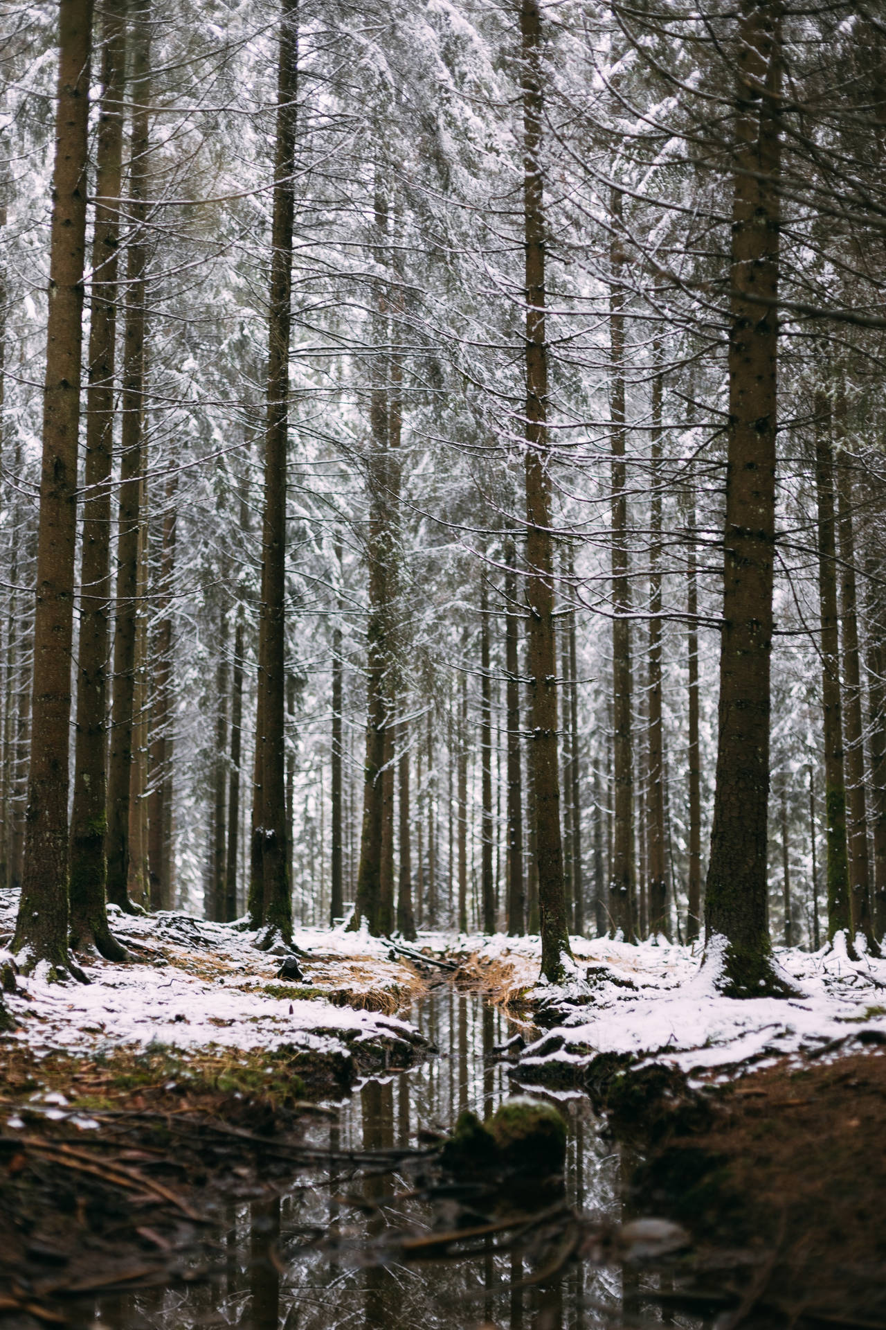 Belgien Snowy Stream Wallpaper