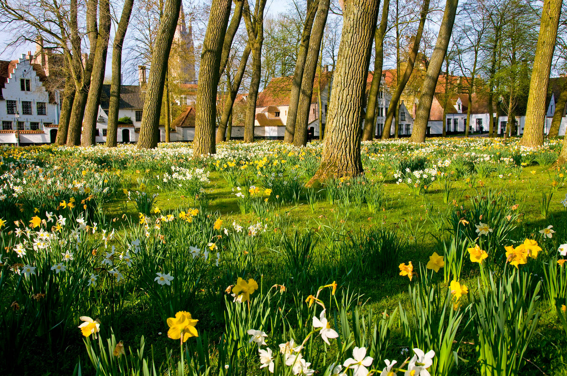 Belgium Bruges Daffodils