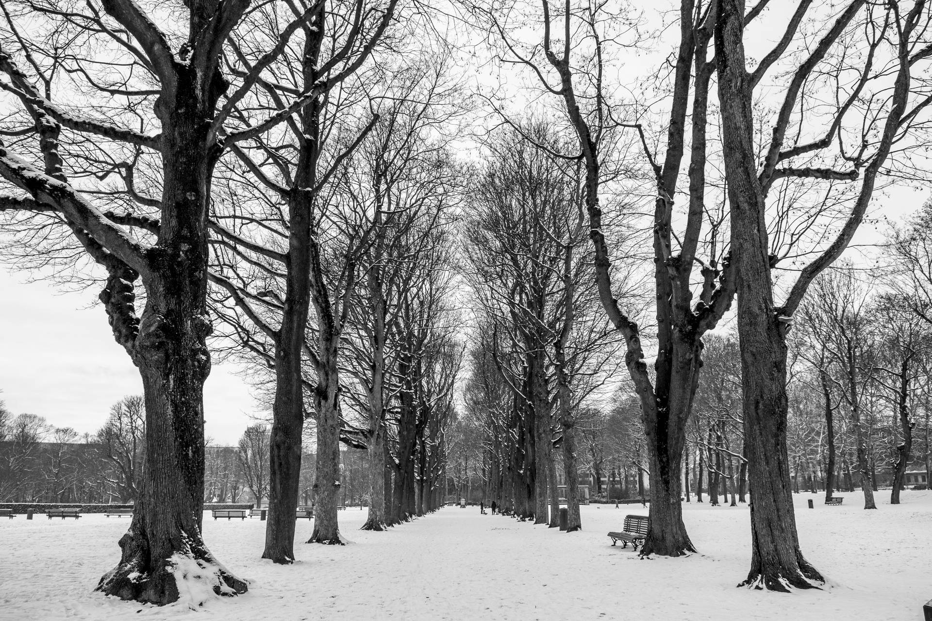 Belgium Winter Trees