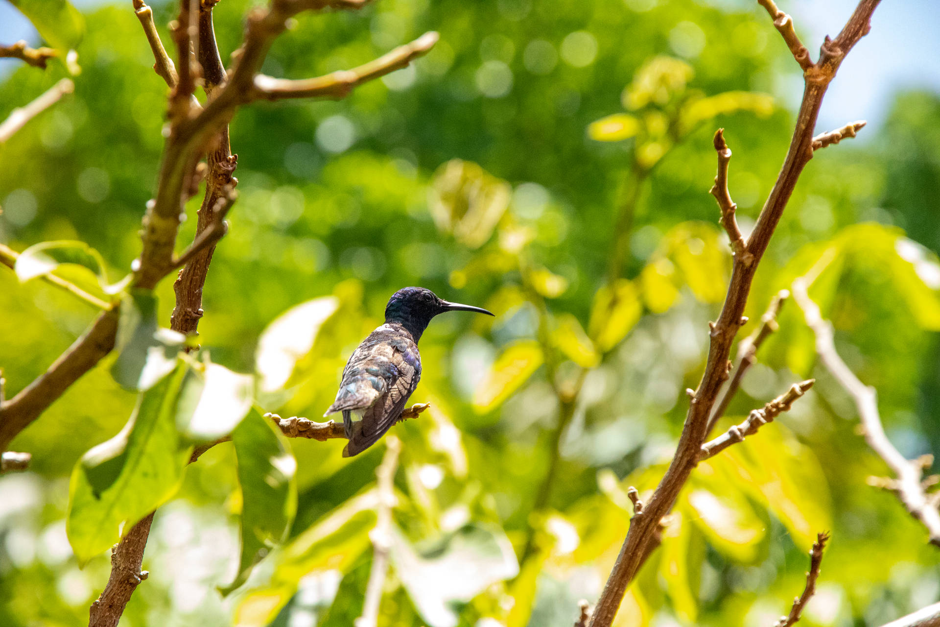 Belize Black-chinned Hummingbird Wallpaper