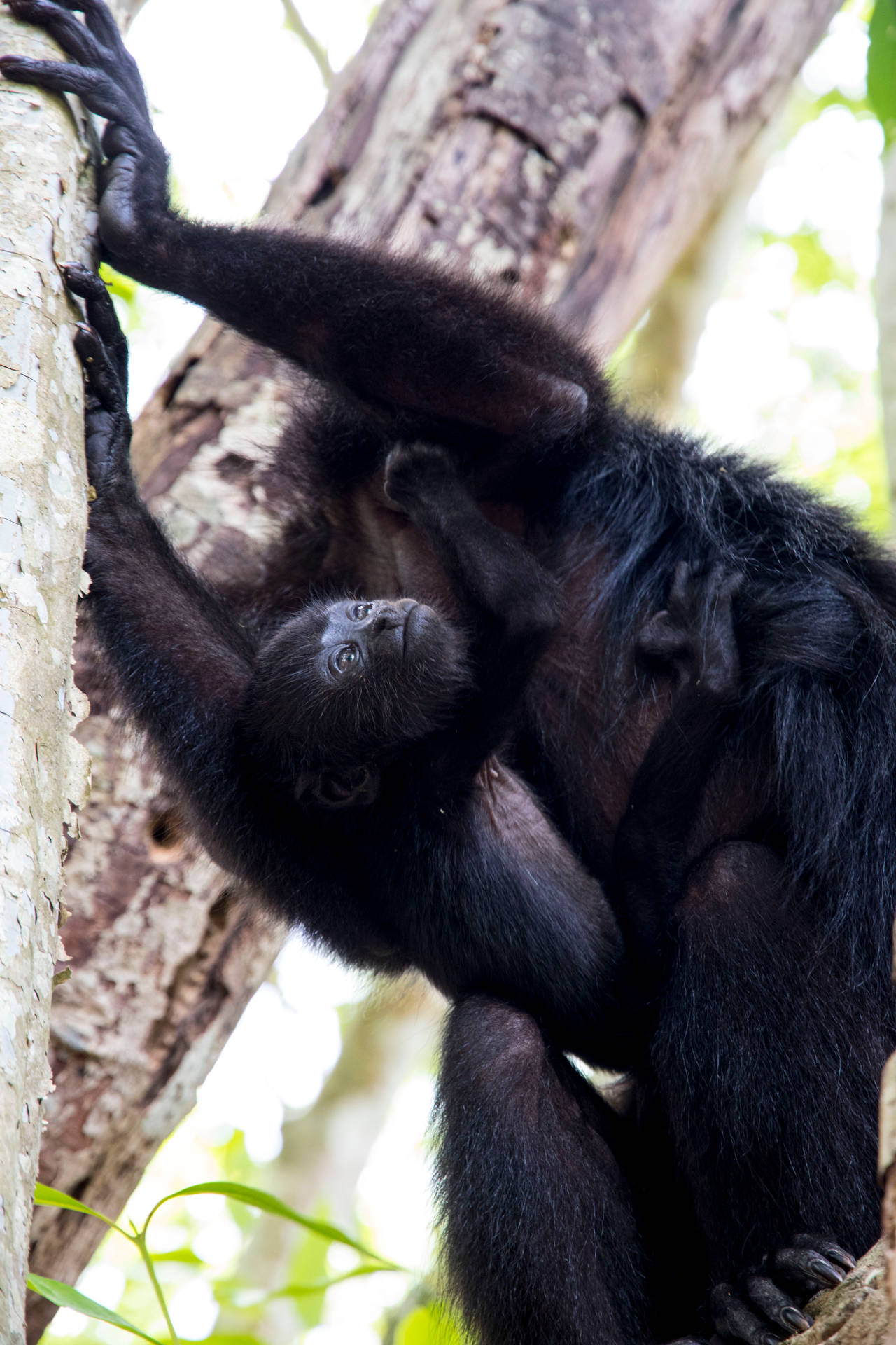 Belize Black Howler Monkey