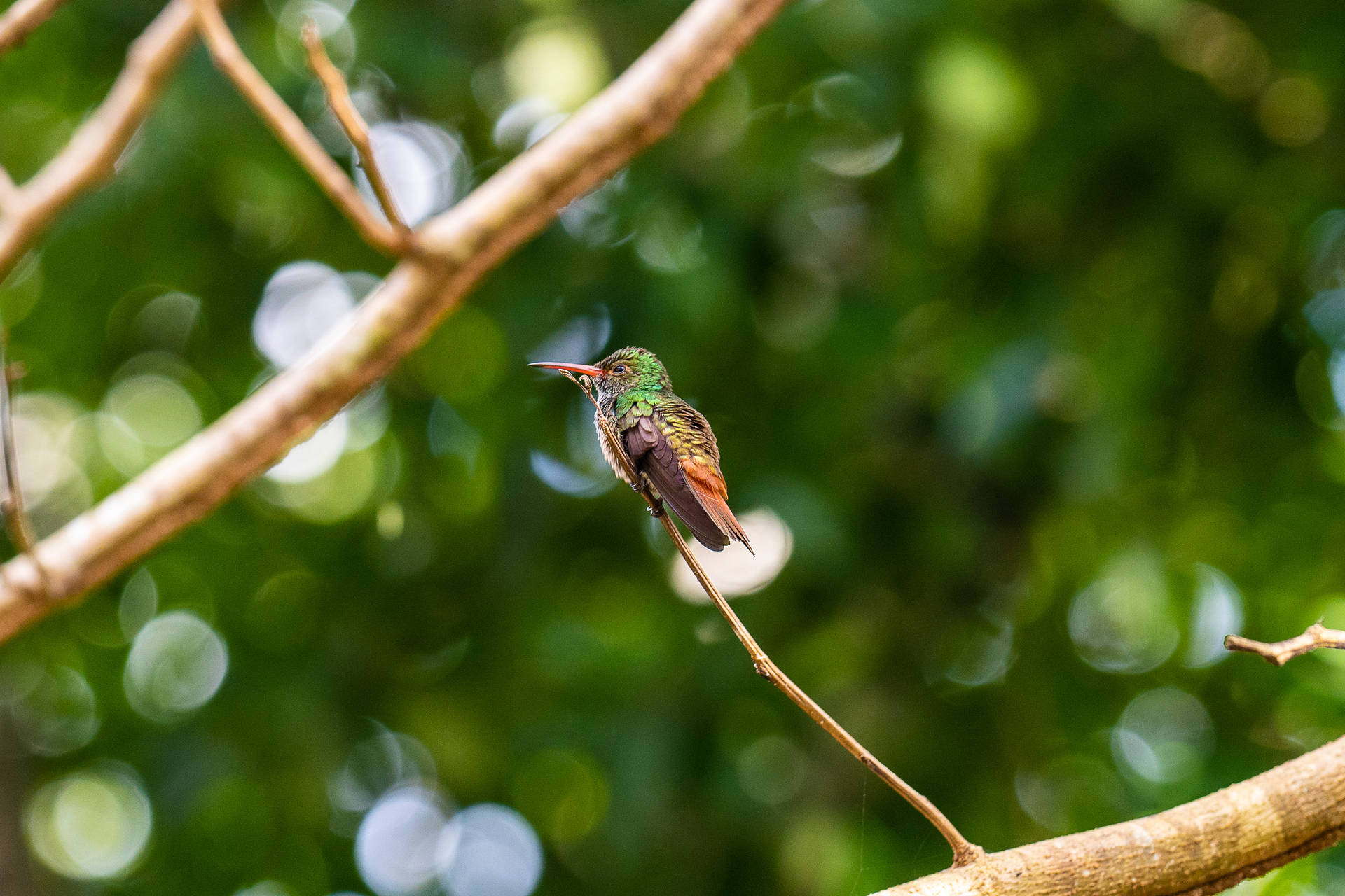 Belize Colibri Bird