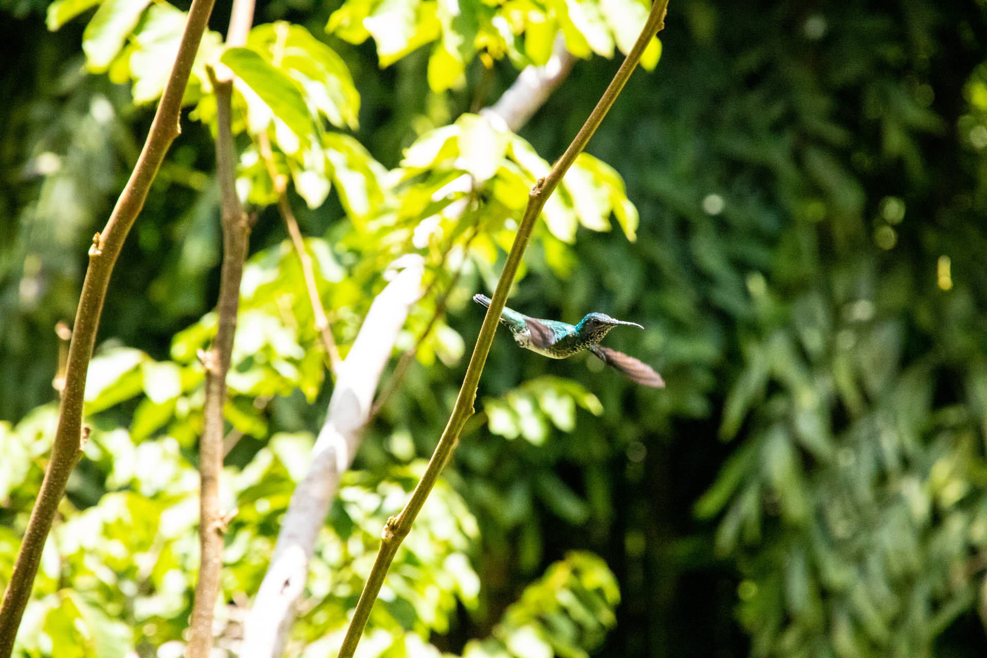 Belize Hummingbird Flight