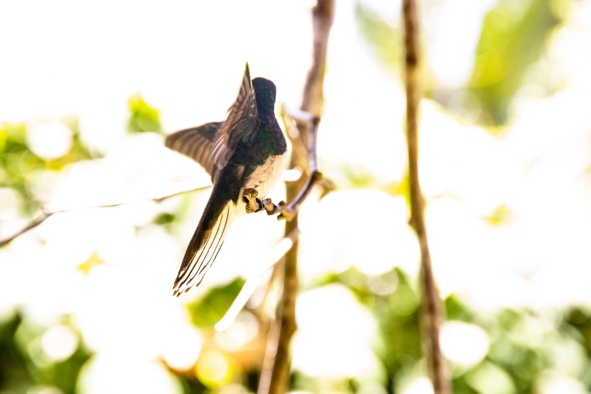 Belize Hummingbird-profil Wallpaper