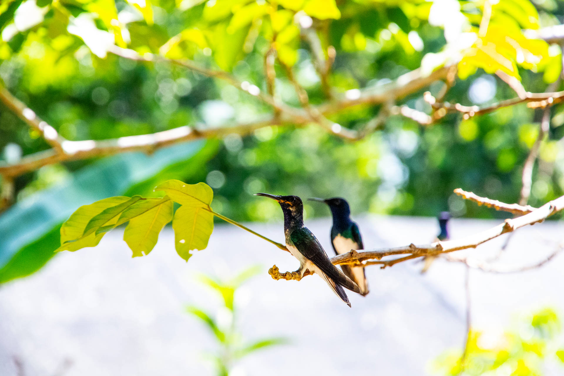 Belize Hummingbirds On Branch Wallpaper
