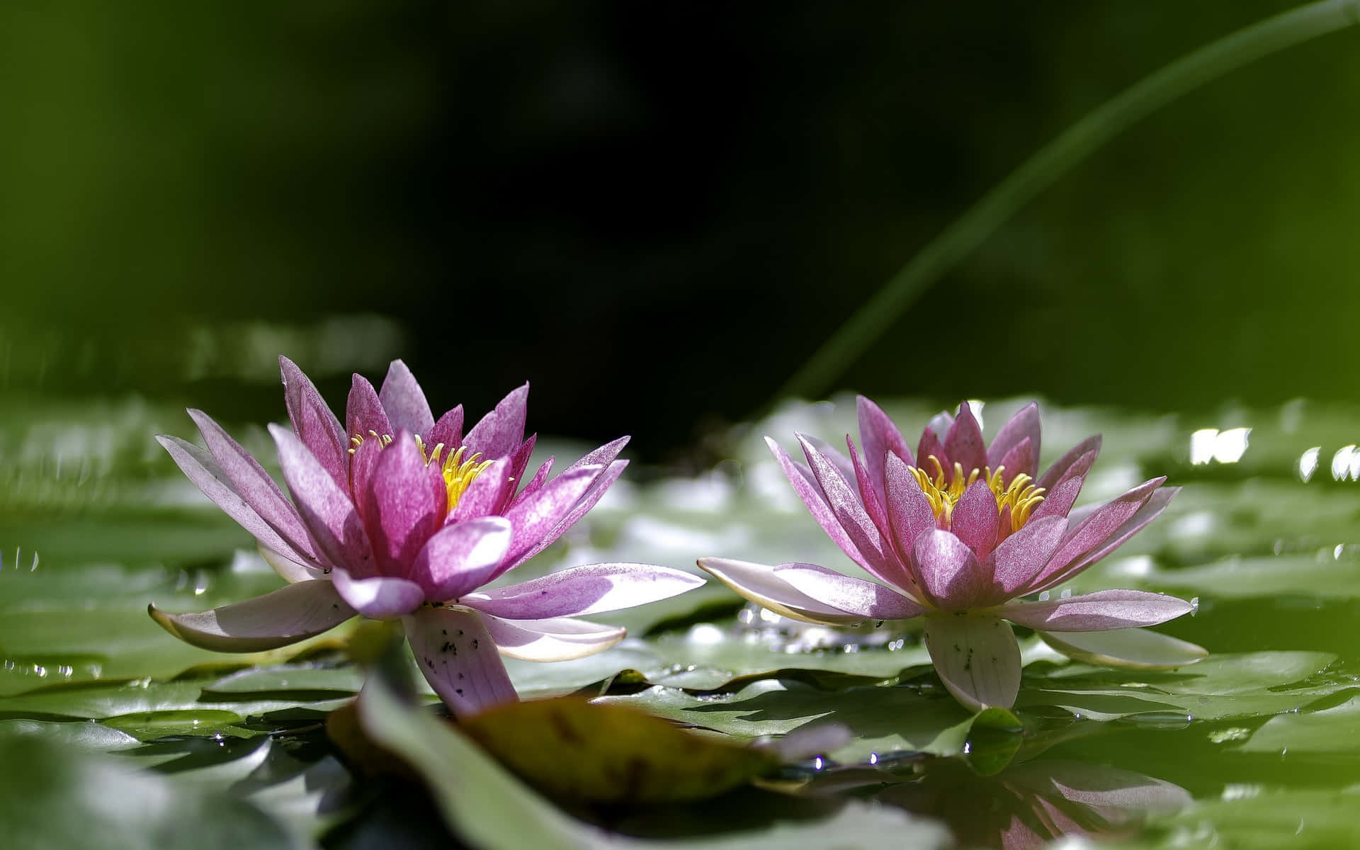 Bellaninfea In Fiore Su Uno Sfondo Verde Vibrante