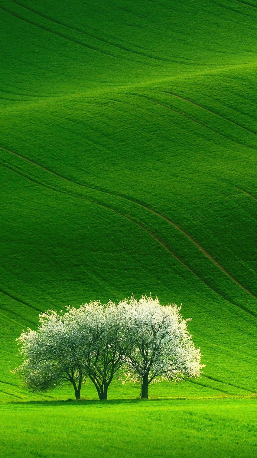 Belleimmagini Della Natura