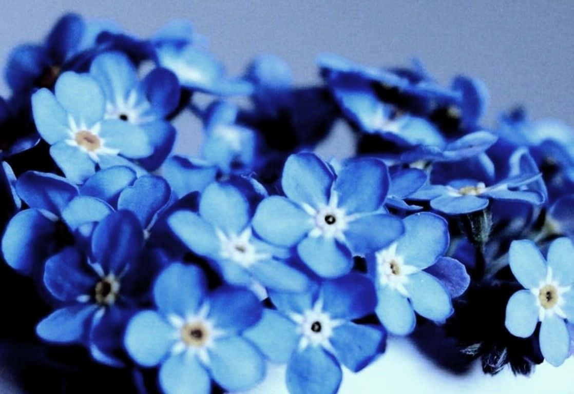 Bellezaen Flor - Un Impresionante Fondo Estético De Flores