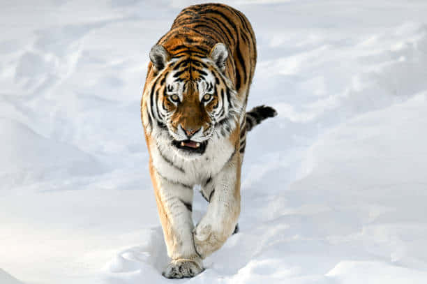 Belligerent Siberian Tiger Wallpaper