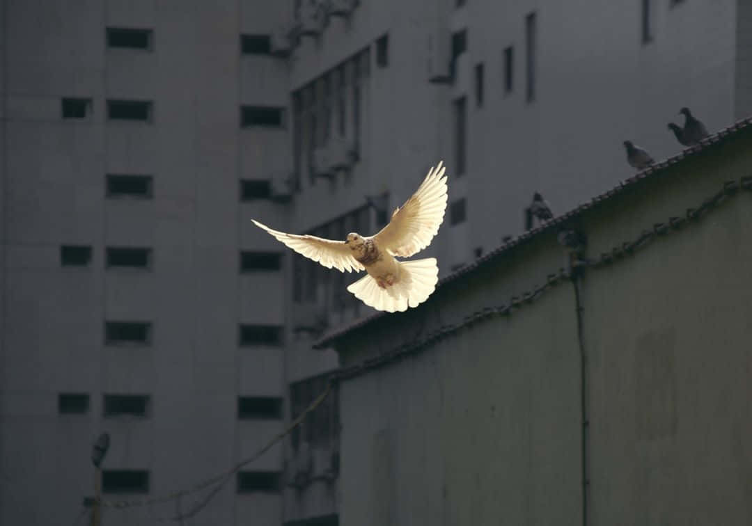 Bellissimacolomba Bianca In Volo