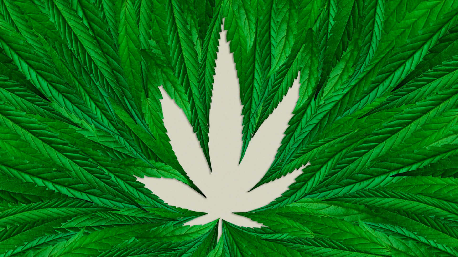 Bellissimapianta Di Marijuana In Piena Fioritura