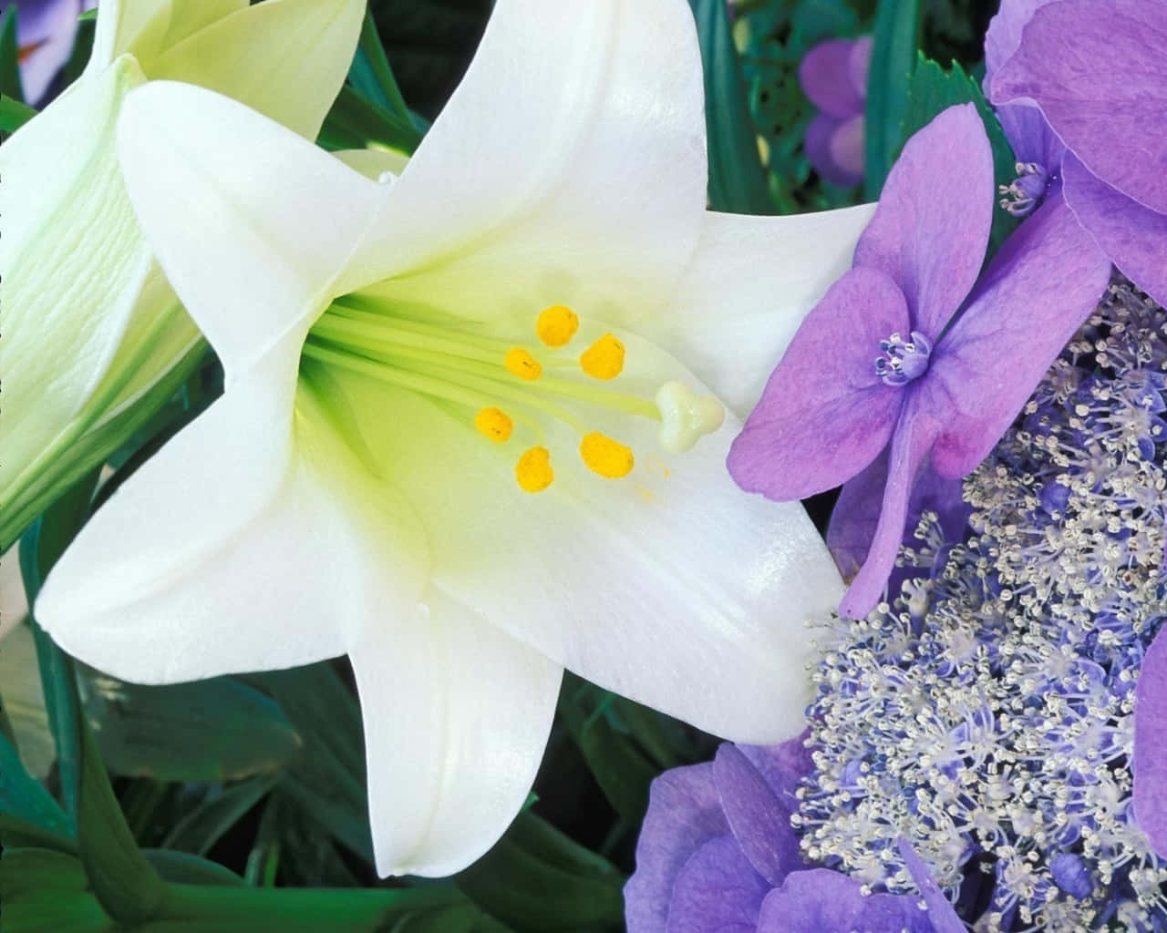 Bellissimogiglio Viola In Piena Fioritura