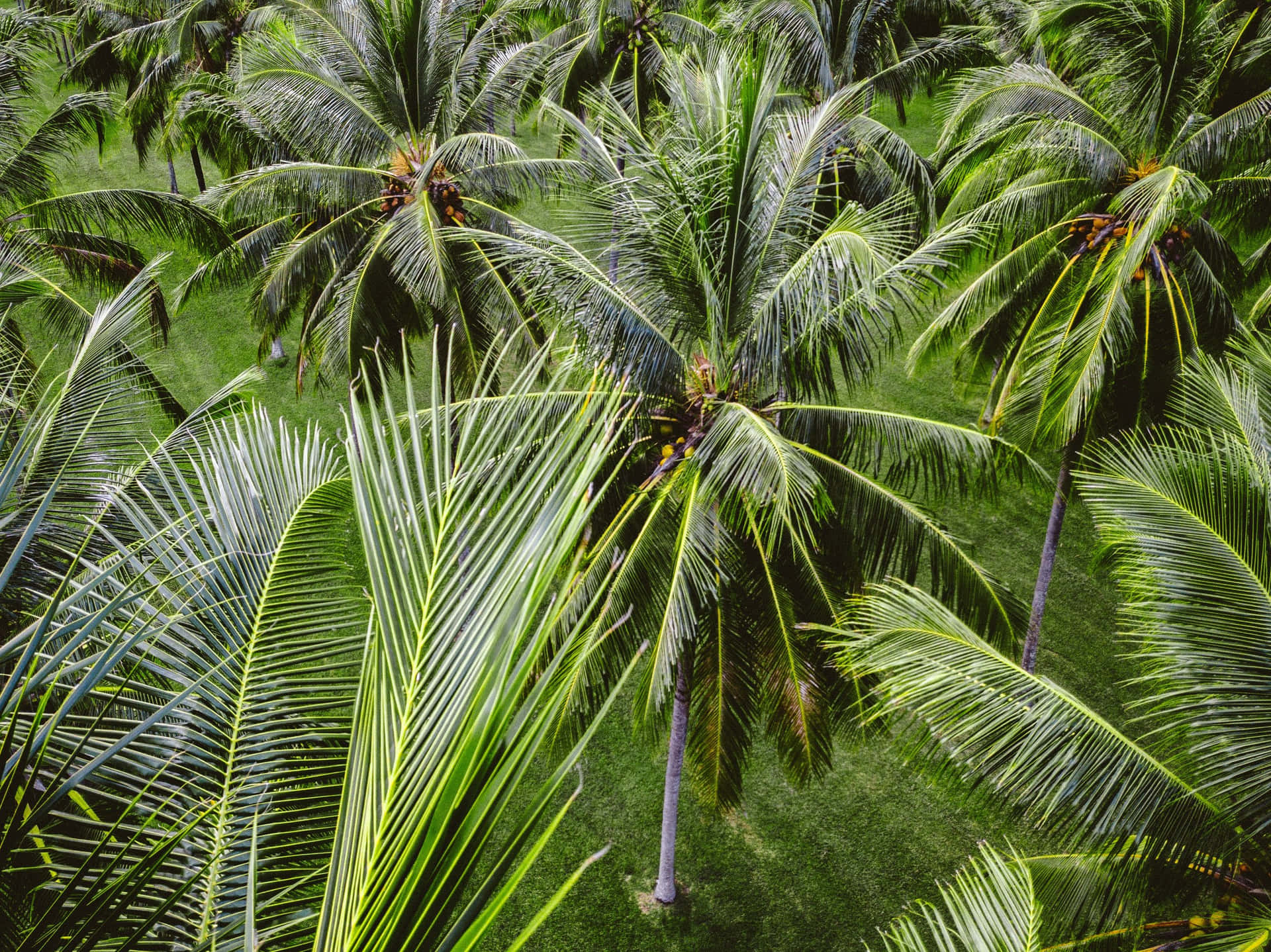 Bellissimotramonto Tropicale Con Le Sagome Delle Palme Di Cocco