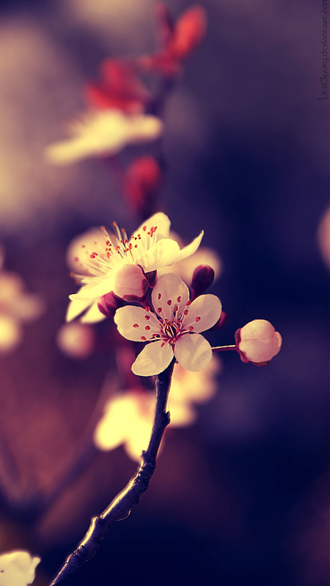 Belo Telefone Cherry Blossoms Papel de Parede
