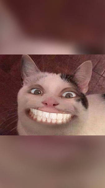 Beluga Cat Meme Face Wallpaper