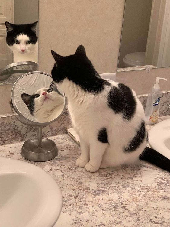 Beluga Cat On Mirror Wallpaper