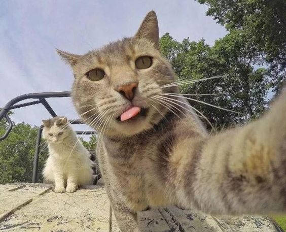 Beluga Cat Selfie Wallpaper