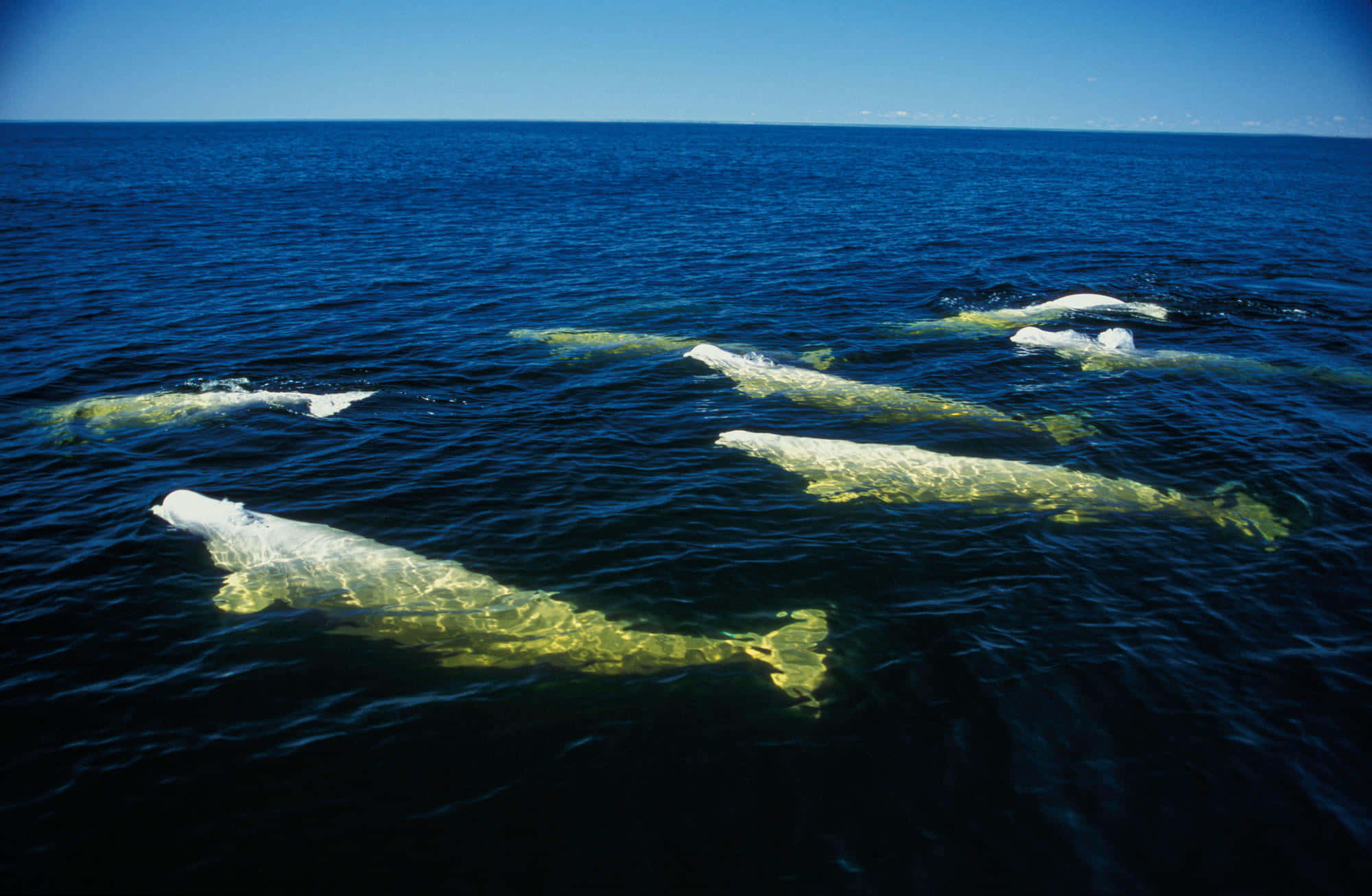 Beluga Duo Enjoying Under The Arctic Waters Wallpaper