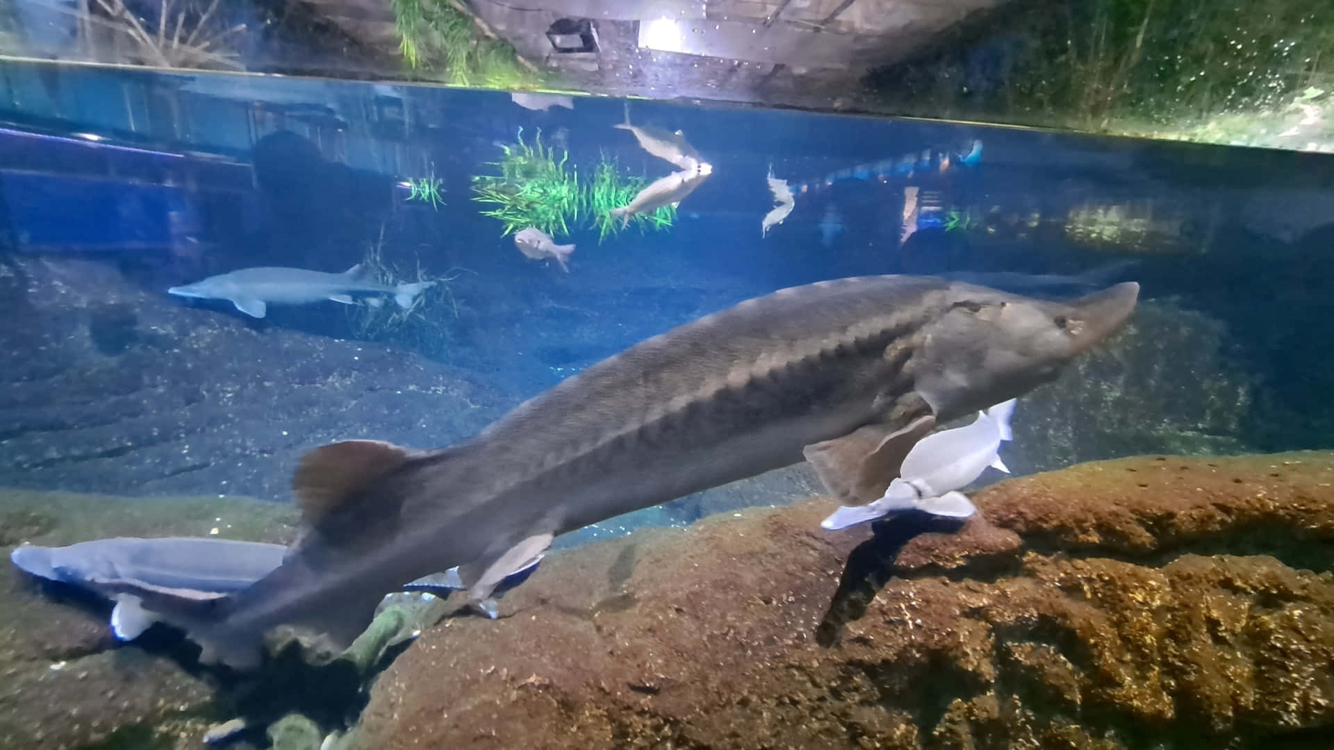 Beluga Steur Aquarium Tentoonstelling Achtergrond