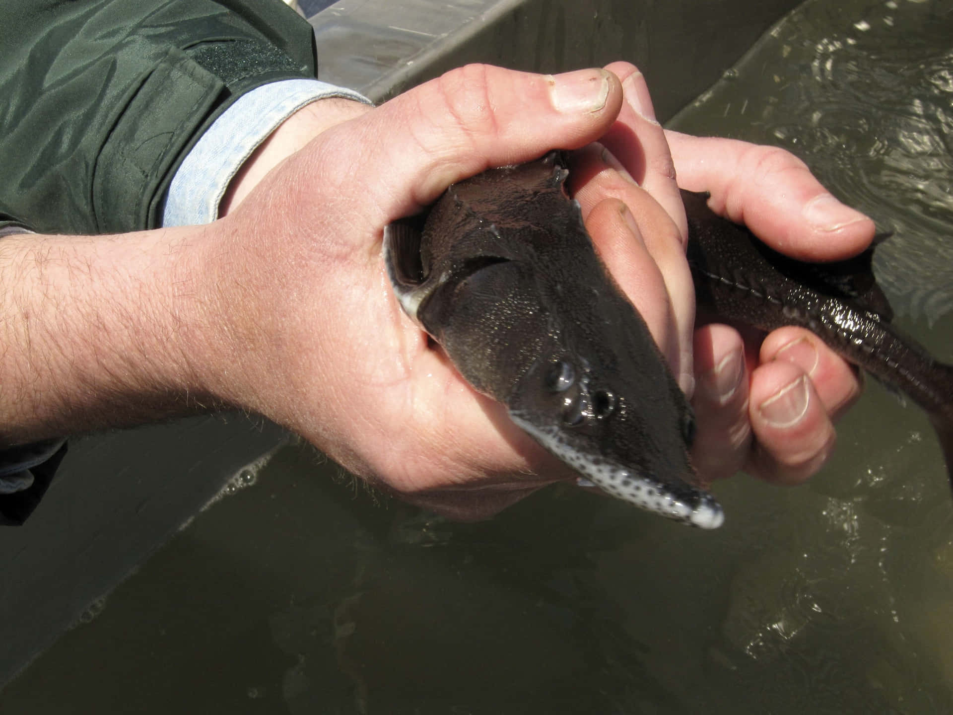 Beluga Sturgeon Hatchlingin Hand Wallpaper