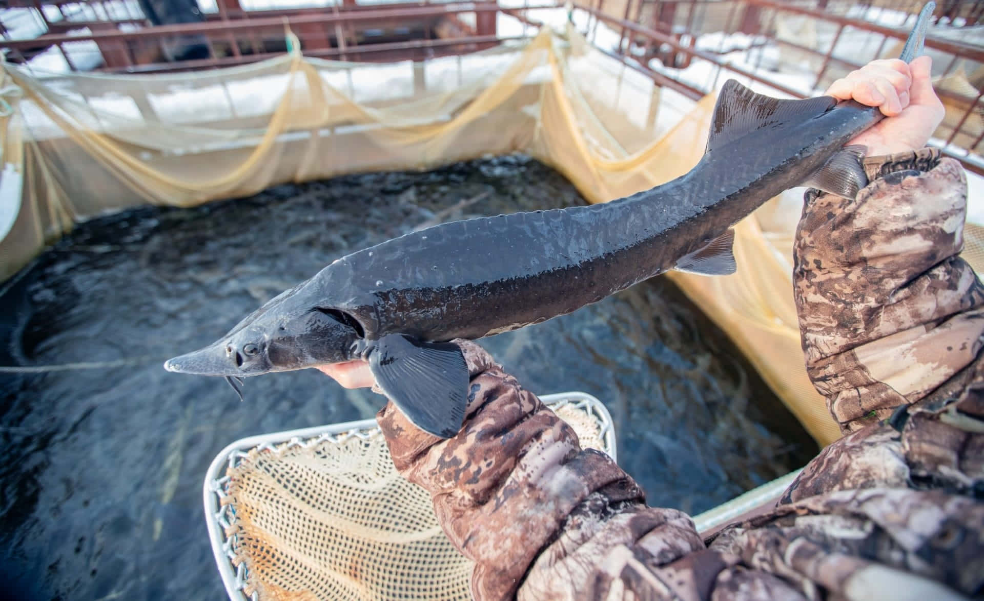 Beluga Steur Gehouden Door Visser Achtergrond