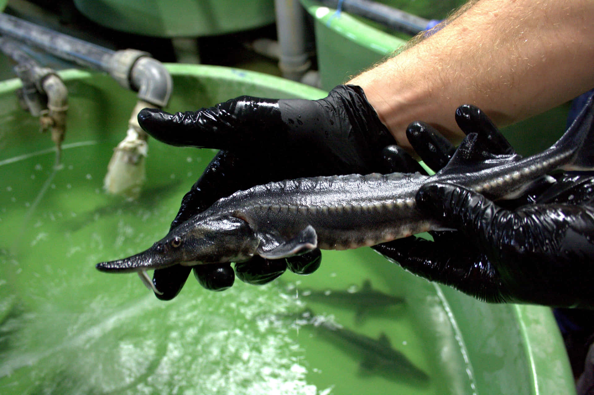 Beluga Sturgeon Heldin Hands Wallpaper