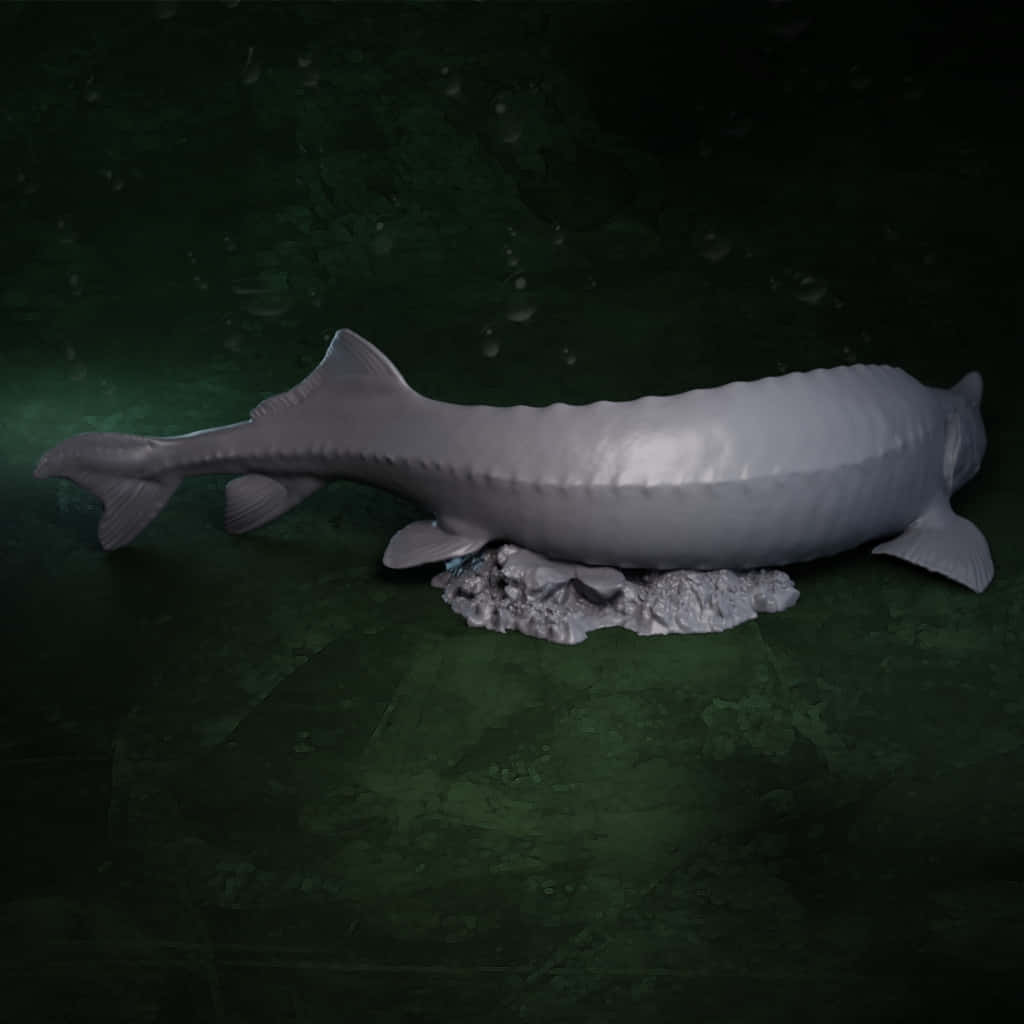 Beluga Sturgeon In Aquatic Environment Wallpaper