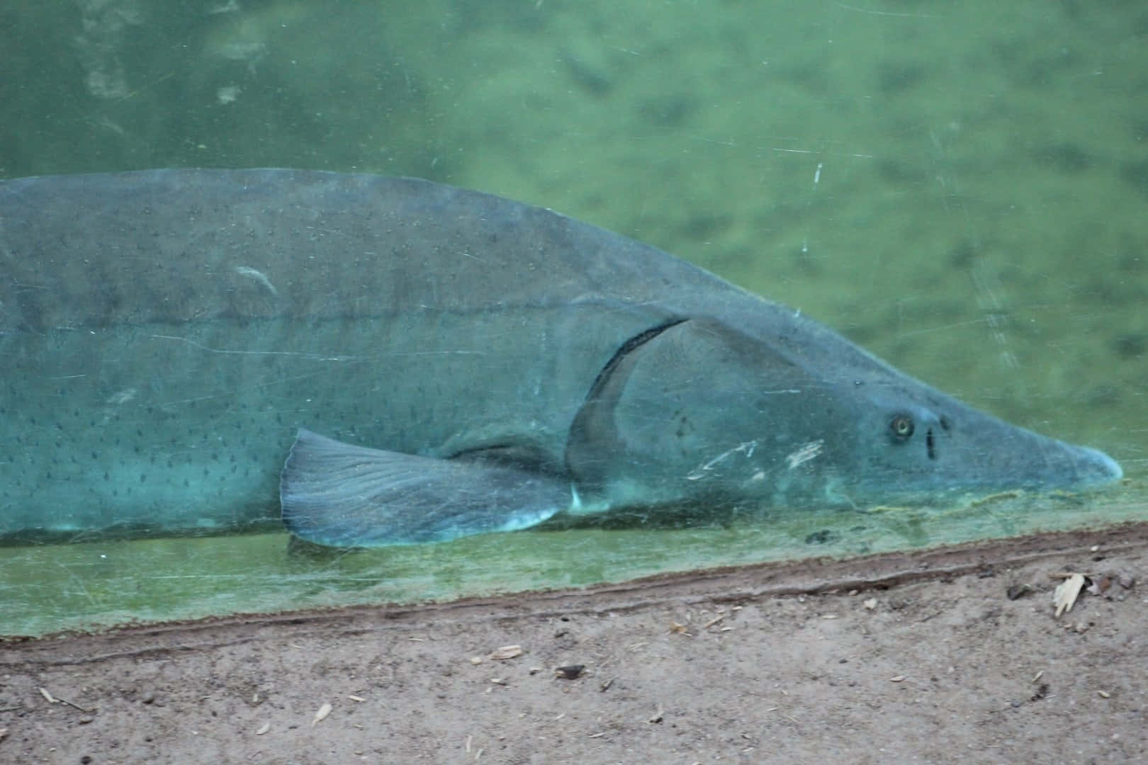 Beluga Sturgeon In Captivity.jpg Wallpaper