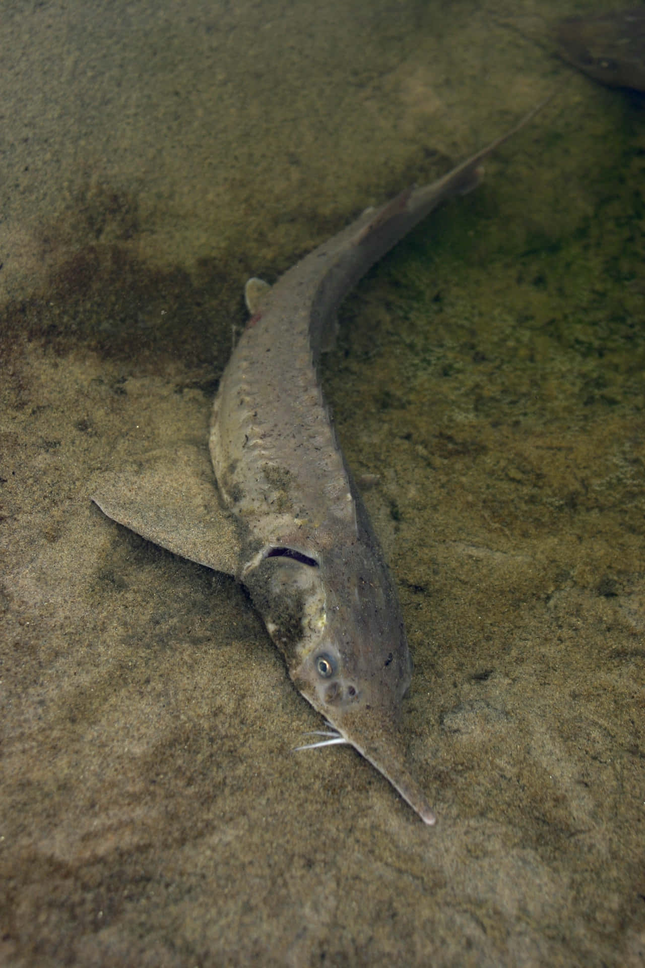 Beluga Steur In Natuurlijke Habitat.jpg Achtergrond